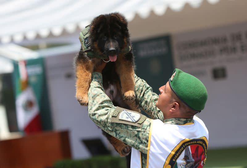 German Shepherd puppy named 'Arkadas' donated by the Turkey government