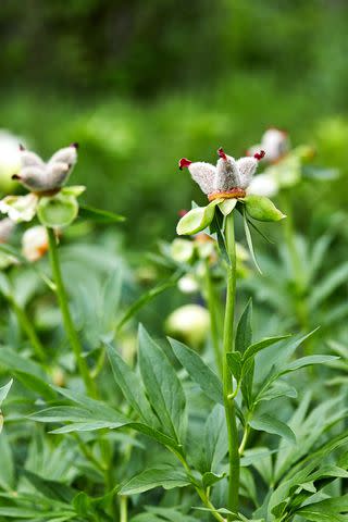 Blaine Moats Pollinated peony flowers form fuzzy seed pods.