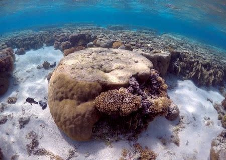 A large piece of coral can be seen in the lagoon located on Lady Elliot Island and 80 kilometers north-east from the town of Bundaberg in Queensland, Australia, June 9, 2015. REUTERS/David Gray/Files