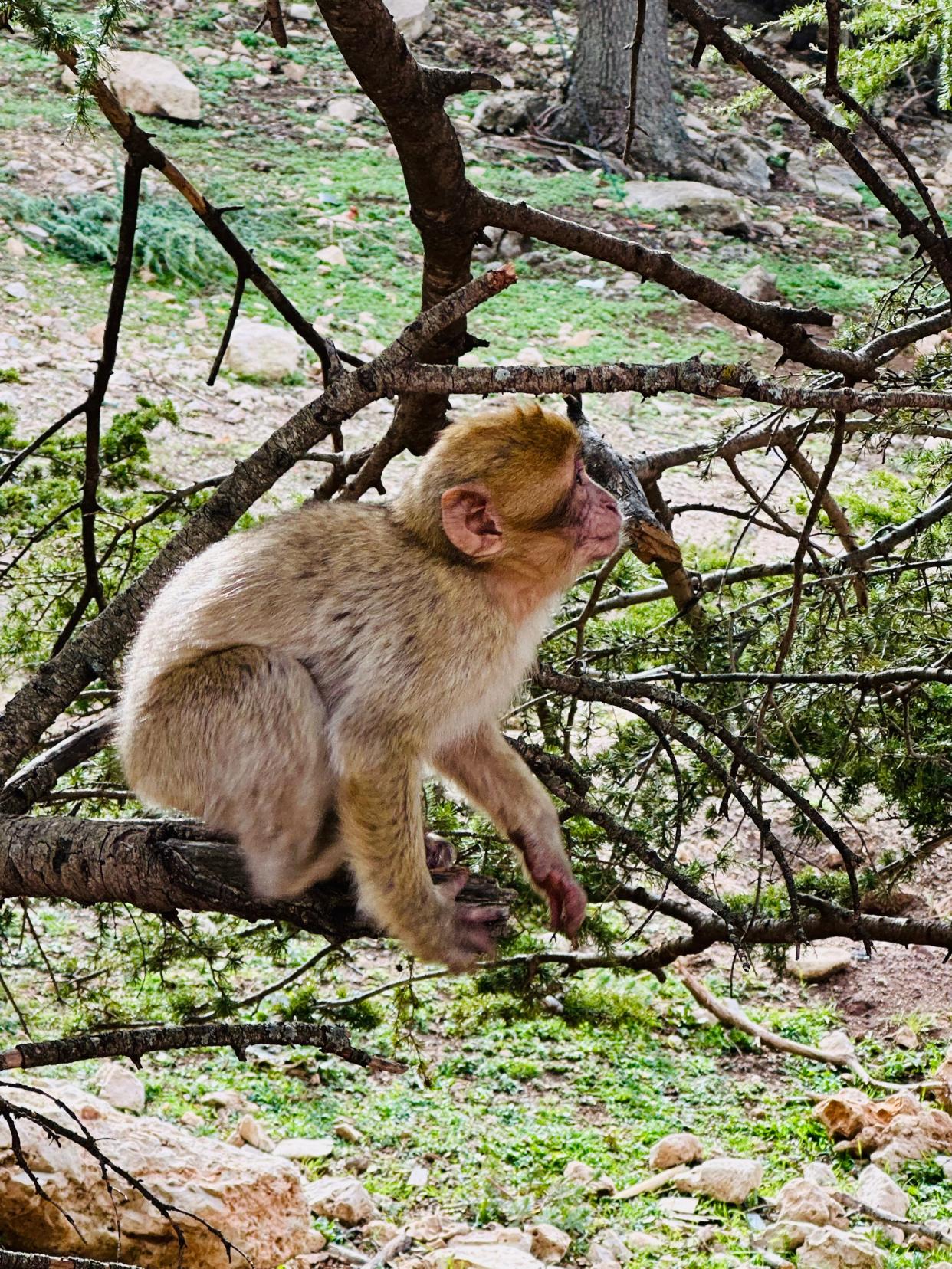 We stopped during our drive to the Sahara Desert to feed some monkeys.