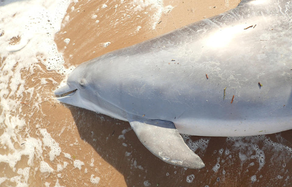 A $15,500 reward is being offered to find the person who shot and killed a pregnant bottlenose dolphin and her unborn calf, found dead on the beach. Source: The Institute for Marine Mammal Studies