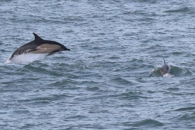 Watch- delightful dolphins play around a fishing boat off the Pembrokeshire  coast