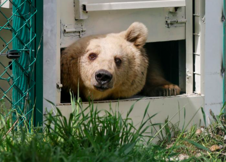 The bear is recovering at the rescue centre in Jordan (Reuters)