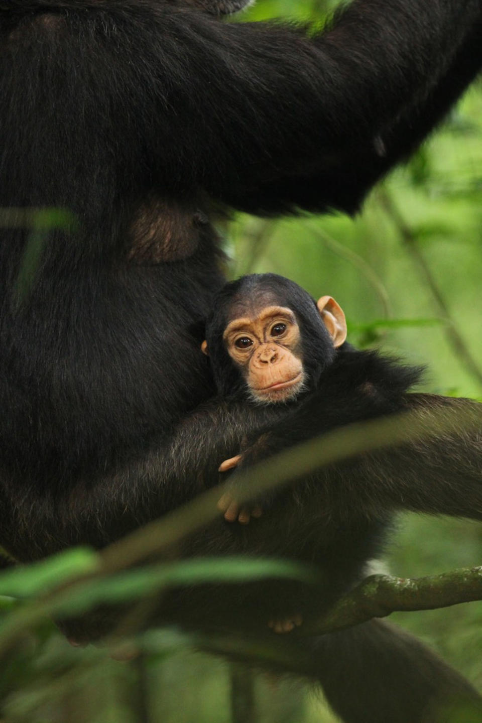 An infant chimpanzee rests with its mother in Kibale National Park, Uganda. <cite>Kevin Langergraber</cite>