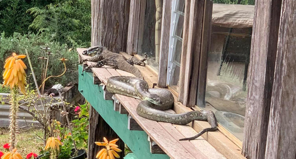     coastal carpet python and adult lace monitor (goanna) in a house in Nimbin.