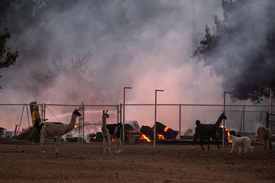 Animals stand near a fence while a firefighter works to extinguish flames from the South Firea, at a farm in Lytle Creek, near Rialto, Calif., in San Bernardino County on Wednesday, Aug. 25, 2021. (AP Photo/Ringo H.W. Chiu)