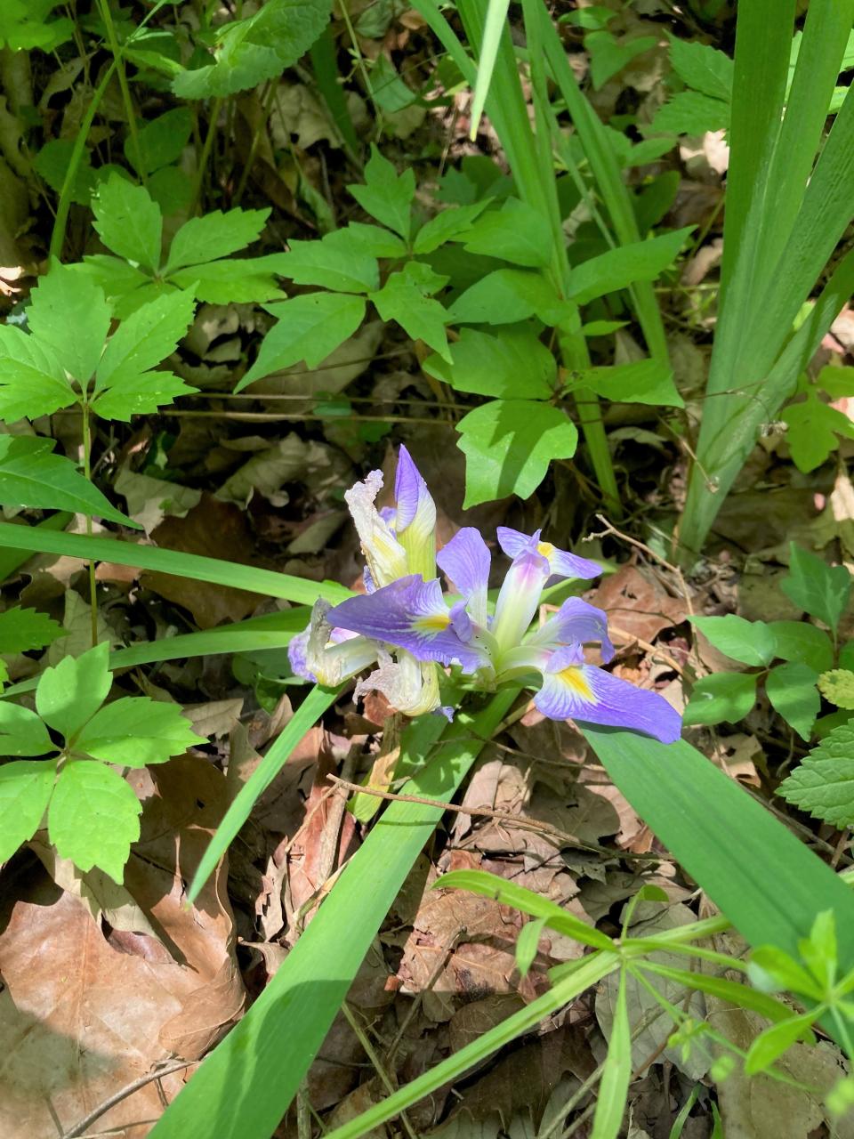 The zig zag iris was found at Beanblossom Bottoms Nature Preserve during the June 4, 2022, bioblitz on the Sycamore Land Trust property. It was the first time the native plant, often found growing in swampy areas, was documented at the preserve.