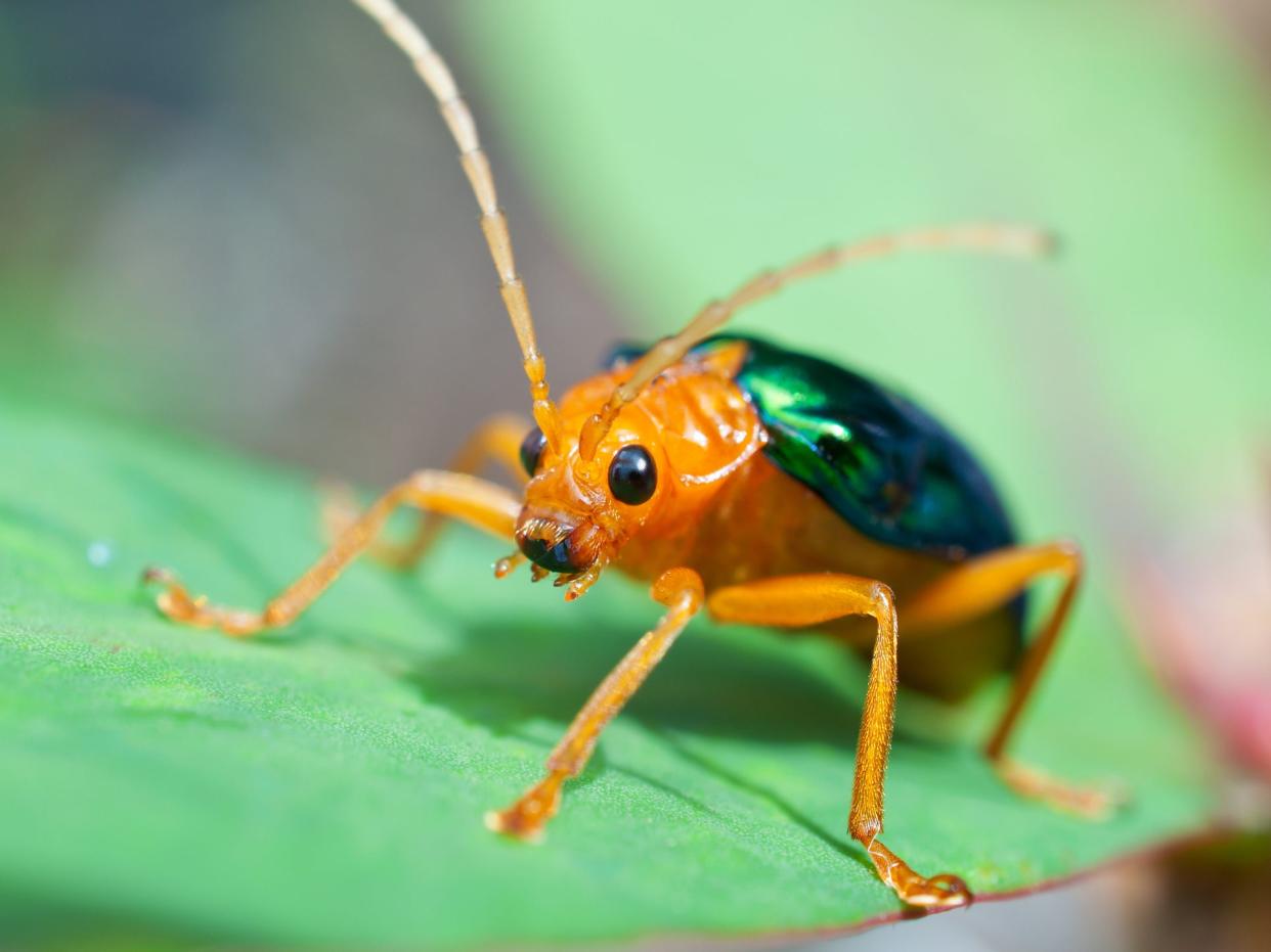 Bombardier beetle - this species fires hot jets of acid from its abdomen when threatened: Getty