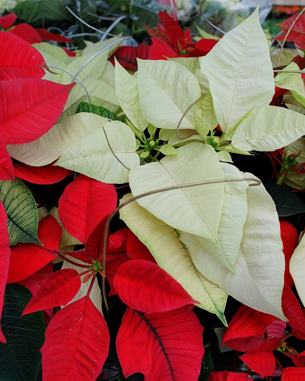 Use potted and cut poinsettias for decoration for the holidays. Poinsettias have been reported to be poisonous; they are not. A study at Ohio State University revealed that a 50-pound child would have to eat more than 500-600 Poinsettia leaves to have any serious adverse side effects. This is not to say that there could be some effects; the most common side effects from poinsettia ingestions are upset stomach and vomiting.