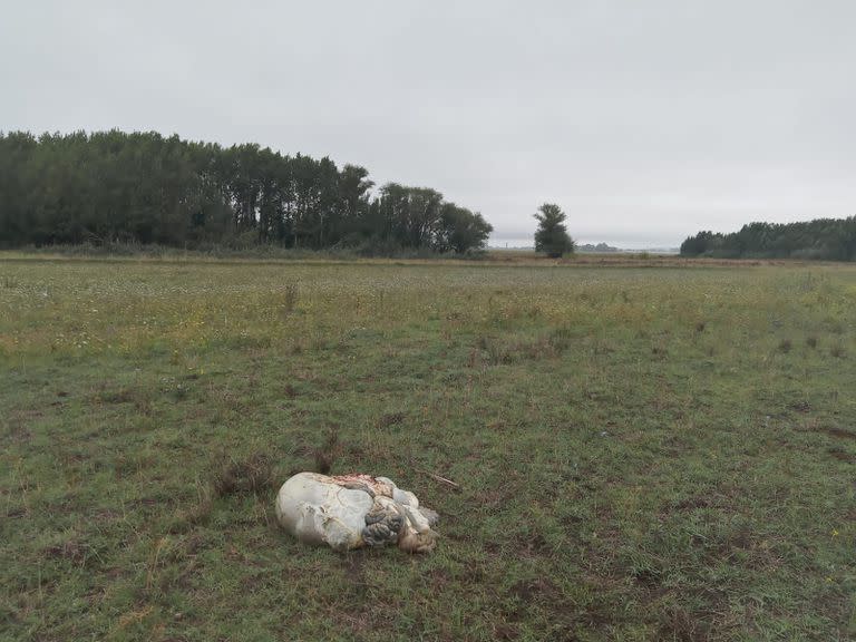 Los restos que quedaron en el campo de Vázquez