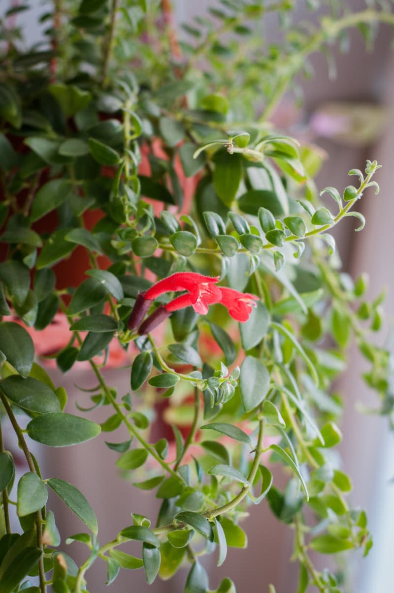 Aeschynanthus  also known as Lipstick Plant. Aeschynanthus is a genus of about 150 species of evergreen subtropical plants in the family Gesneriaceae.