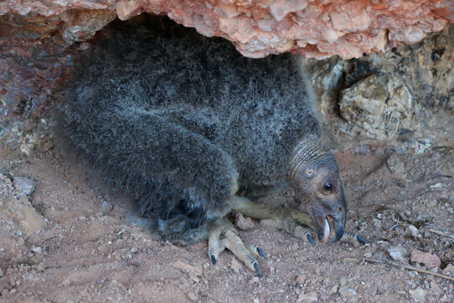 This June 14, 2016, photo provided by the National Park Service shows condor chick 828 in her nest at 60 days of age in Pinnacles National Park near Paicines, Calif. The California condor chick hatched in the wild, survived. and flew out of its nest at Pinnacles National Park for the first time since the 1890s, officials said Wednesday, Oct 12, 2016. (Gavin Emmons/National Park Service via AP)