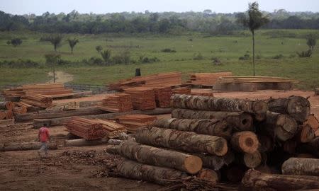 A view of piles of lumber cut from trees that were illegally extracted from the Amazon rainforest in Viseu, Para state, September 26, 2013. REUTERS/Ricardo Moraes