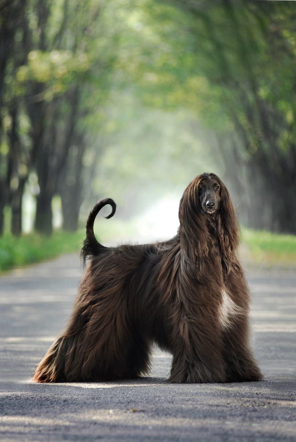 Afghan Hound