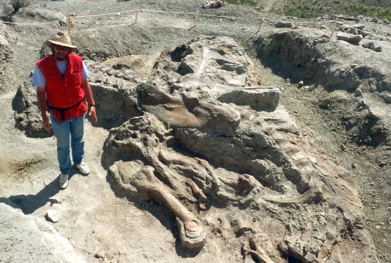 This handout photo, taken in June 1990, provided by the Museum of the Rockies, shows Jack Horner, Curator of Paleontology at Museum of the Rockies, providing scale for Tyrannosaurus rex fossils at excavation site near the Fort Peck Reservoir, Fort Peck, Mont. The Smithsonian's National Museum of Natural History is acquiring its first full Tyrannosaurus rex skeleton for eventual display in a new dinosaur hall planned for the National Mall. The museum announced Thursday that it reached a 50-year loan agreement with the U.S. Army Corps of Engineers to display one of the most complete T. rex specimens ever discovered. It's known as the "Wankel T. rex."The rare fossil was found in 1988 by rancher Kathy Wankel on federal land near the Fort Peck Reservoir in eastern Montana. Between 1990 and 2011, the fossil was loaned to the Museum of the Rockies in Bozeman, Mont. The T. rex will be the centerpiece of a new dinosaur hall scheduled to open in 2019. Only a few museums display such nearly complete skeletons