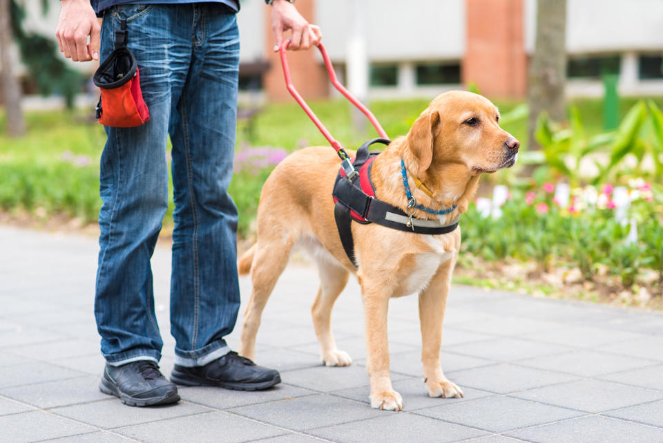 Guide dog is helping a blind man in the city