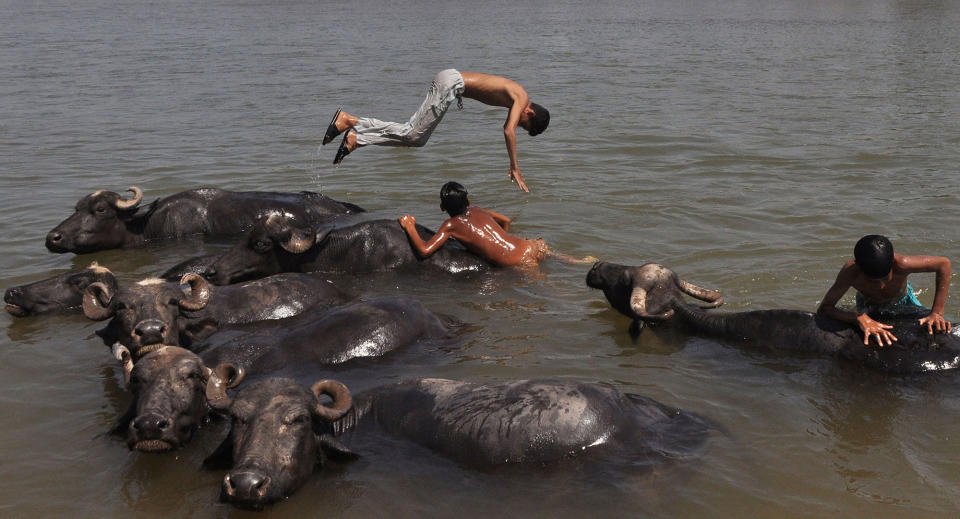 Playing with buffalos