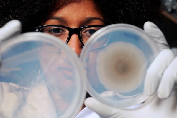 Georgia Tech graduate student Natasha DeLeon-Rodriguez shows agar plates on which bacteria taken from tropospheric air samples are growing.