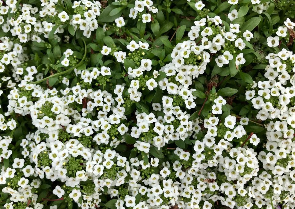 Sweet Alyssum Flowers