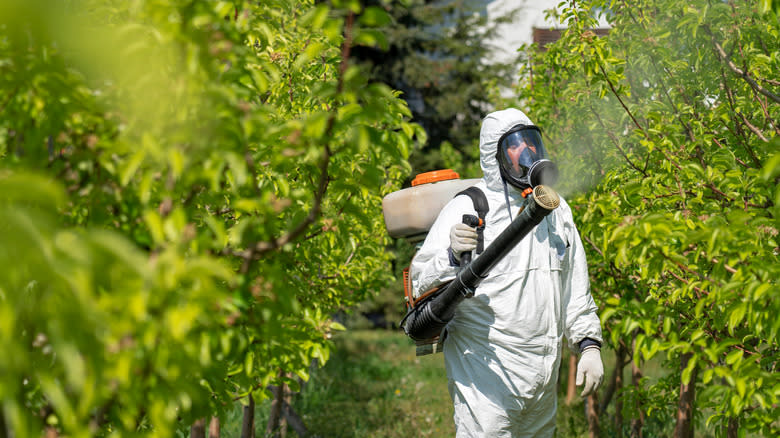 Farmer spraying trees in an orchard with pesticide