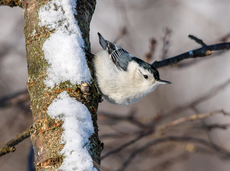 White-Breasted Nuthatch