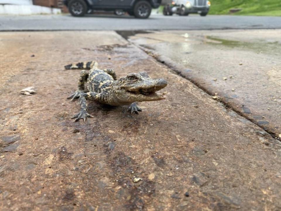 El caimán fue encontrado en la planta de tratamiento de aguas residuales del condado de Lehigh.