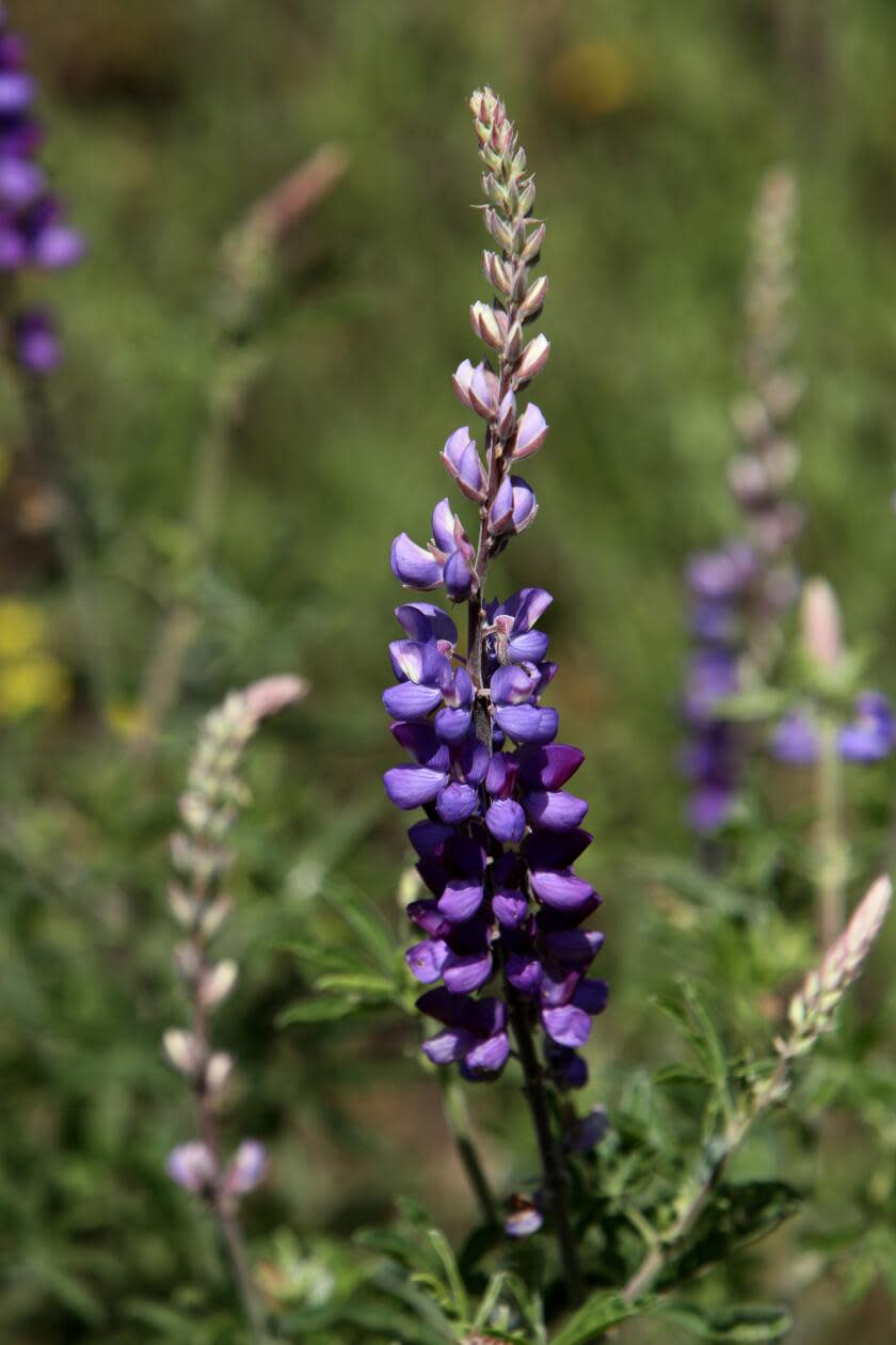 A stalk of purple lupine