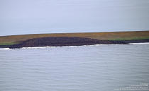 This Thursday, Aug. 30, 2018 photo provided by the National Oceanic and Atmospheric Administration shows hundreds of Pacific walruses gathered together on a barrier island in Alaska. A lawsuit making its way through federal court in Alaska will decide whether Pacific walruses should be listed as a threatened species, giving them additional protections. Walruses use sea ice for giving birth, nursing and resting between dives for food but the amount of ice over several decades has steadily declined due to climate warming. (Vickie Beaver/NOAA via AP)