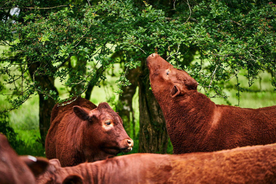 A breed of cow called Red Rubies, which has been bred over centuries to survive on the marshy wetlands in Devon. (Photo: Scott Grummett)