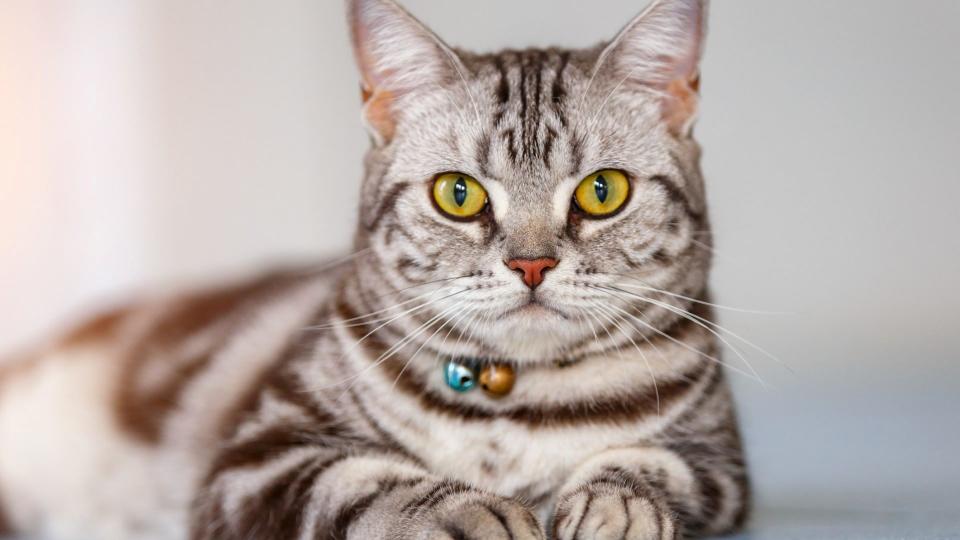 American shorthair