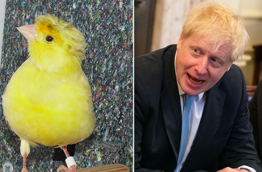 The lost canary has been nicknamed Boris Johnson for his similar hairdo to the Prime Minister (PA)