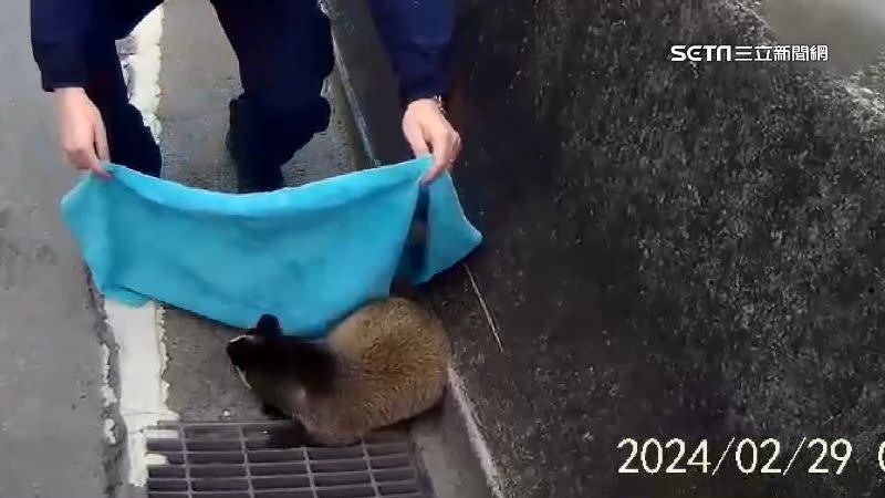 一隻野生動物白鼻心出現在車流眾多的道路上。