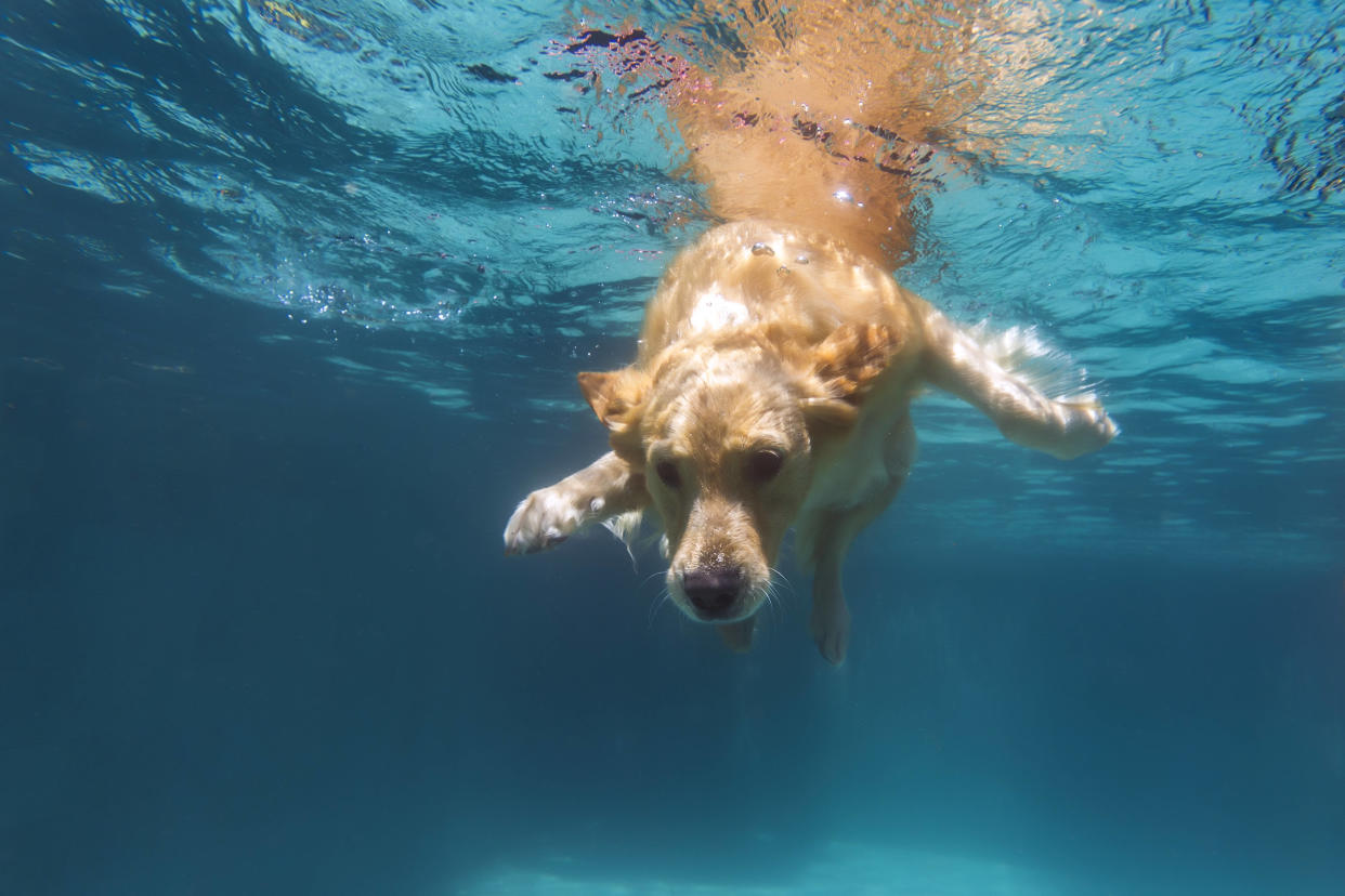 Le 9 juin 2023, la première piscine pour chiens a ouvert ses portes à Mérignac, aux portes de Bordeaux (Gironde). 