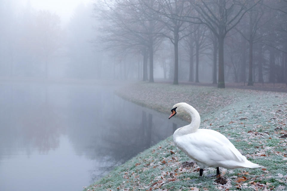 Die besten Tierfotos der Woche (01.12. bis 07.12.)