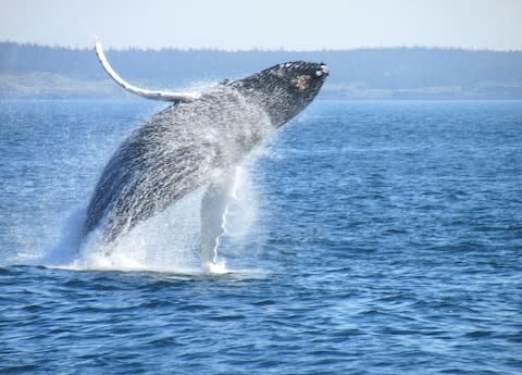 A humpback whale in the Bay of Fundy - Credit: istock