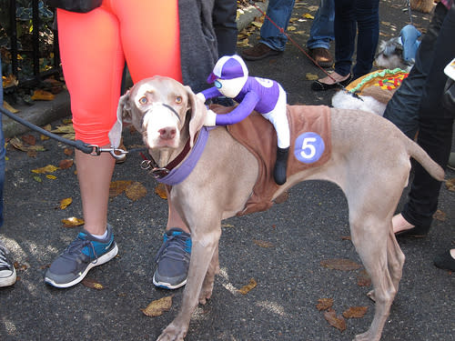 Race Dog