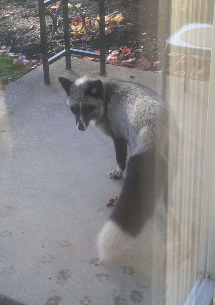 silver fox on someone's porch