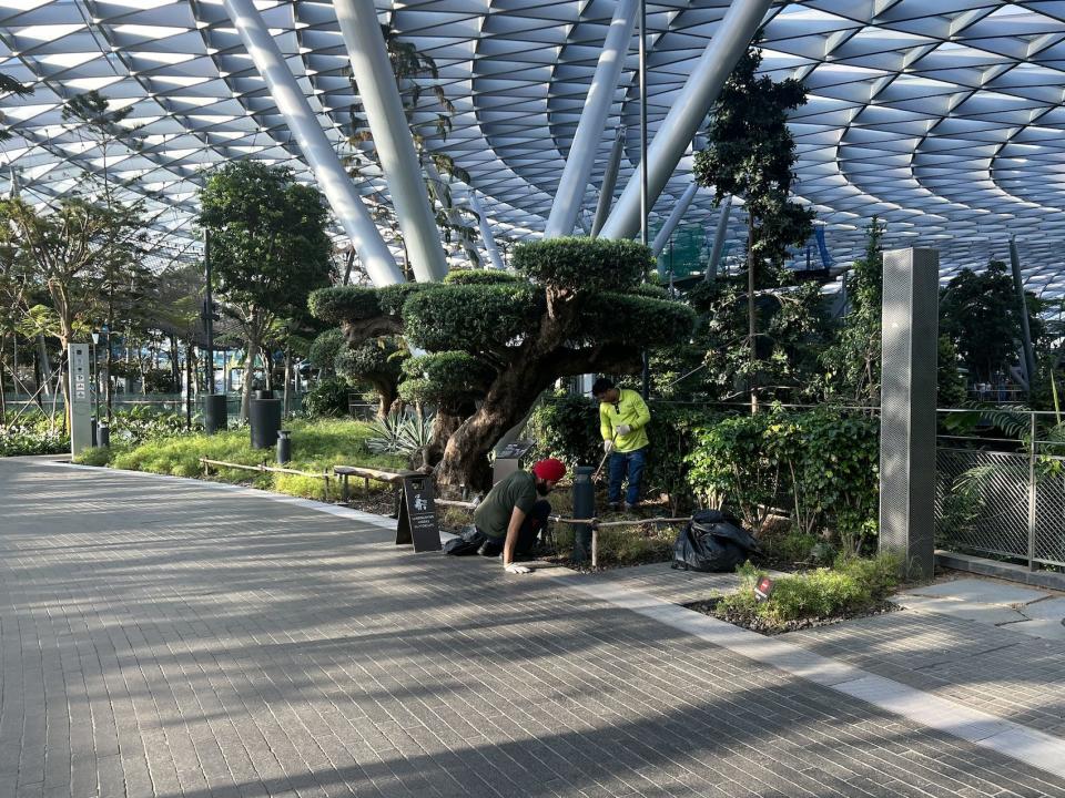 A team of horticulturalists at Changi attending to the plants.