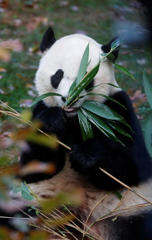 Bei Bei, the giant panda, is seen for the last time at the Smithsonian National Zoo, before his departure to China, in Washington