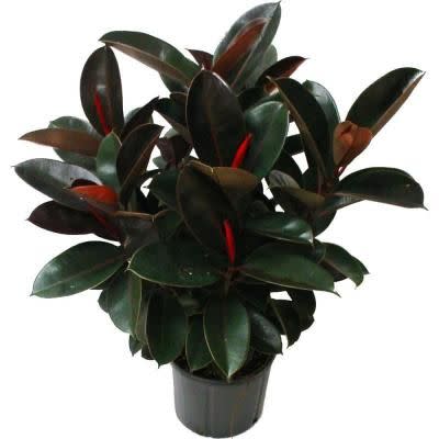 <em>'Abidjan' rubber plant. Photo: homedepot.com</em>