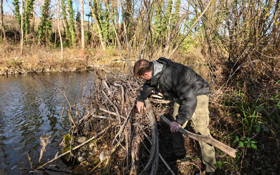 Alessio Bariviera, a film producer dealing with conservation, inspects what may be a beaver lodge on the banks of the river Tiber on the outskirts of Sansepolcro