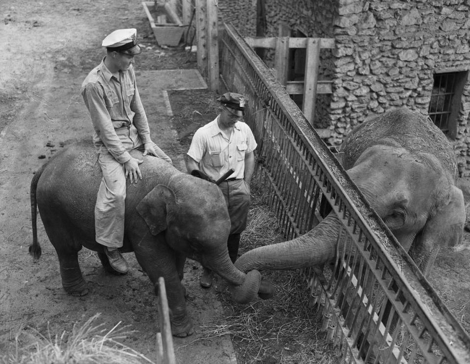 Aug. 16, 1940: “The Forest Park Zoo in Fort Worth’s new baby elephant doesn’t yet have a permanent name. Until then, most people are calling her ‘Cutie Pie.’ She is getting acquainted with the zookeepers and the other animals. L.N. Williams, assistant at the zoo, is astride the baby elephant, as she is greeted by Queen Tut. Assistant zookeeper Julian Frazier looks on. The elephants are ‘shaking’ trunks through the bars as they joyfully greet each other for the first time.