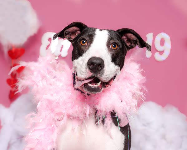 <p>Courtesy of Dubinsky Photos</p> Shania Twain a long-stay shelter dog a St Hubert's Animal Welfare Center in New Jersey