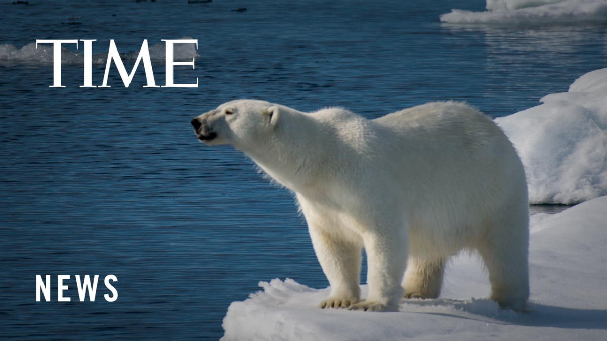 Polar bears' desperate struggle to find food in a melting Arctic, Climate