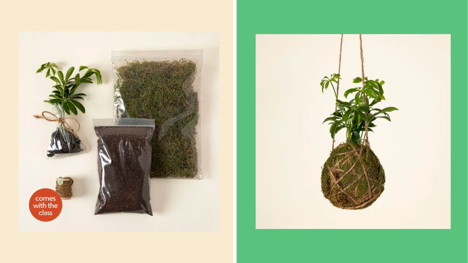 Best last-minute gifts:  DIY Kokedama Class