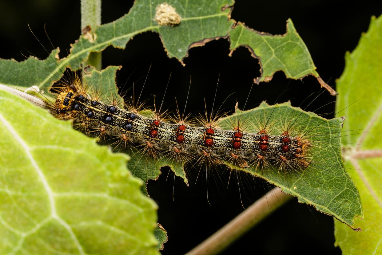 Large gypsy moth caterpillar sitting on a tree leaf. Representative image.  (Getty Images/iStockphoto)