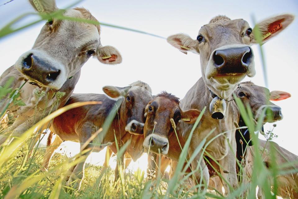 cows on a meadow