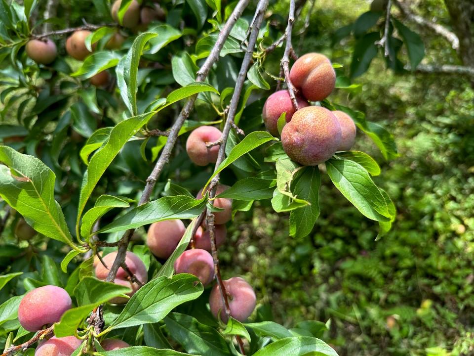 豐山村的春天可以欣賞美麗櫻花及李花，5、6月可體驗採摘紅肉李。（圖：嘉義縣政府提供）