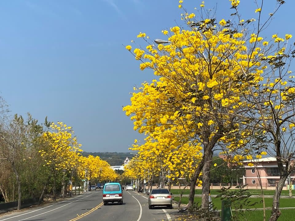 彰化芬園彰南路黃花風鈴木已經已開至六七成。（圖為去年花況）   圖：取自交通部臉書