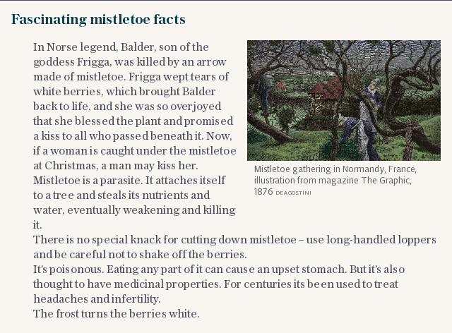 Fascinating mistletoe facts